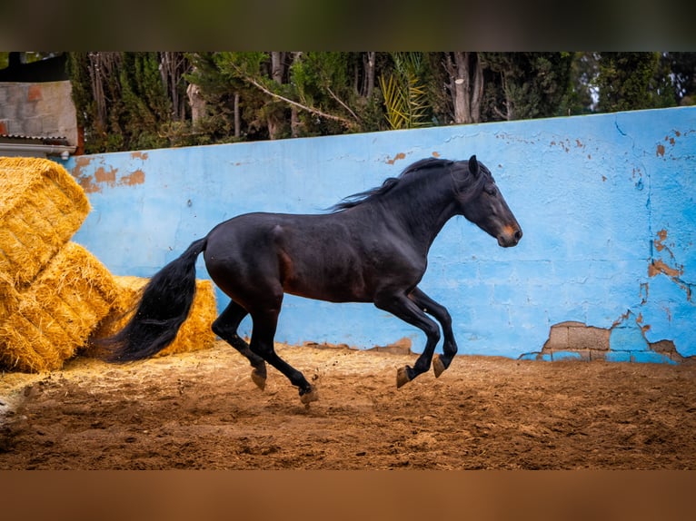 PRE Croisé Étalon 8 Ans 168 cm Noir in Valencia