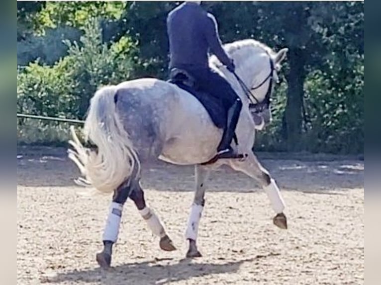 PRE Étalon 8 Ans 169 cm Gris pommelé in Saarbrücken