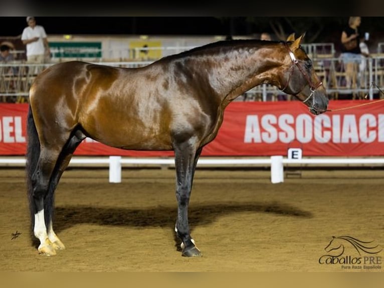 PRE Étalon 8 Ans 170 cm Bai in Barcelona