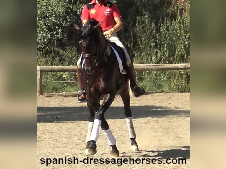 PRE Croisé Étalon 8 Ans 170 cm Bai in Barcelona