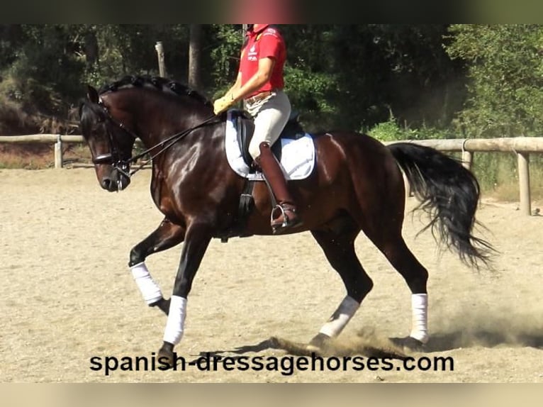 PRE Croisé Étalon 8 Ans 170 cm Bai in Barcelona