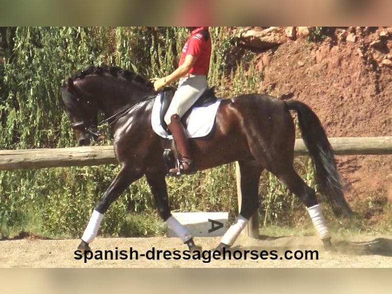 PRE Croisé Étalon 8 Ans 170 cm Bai in Barcelona