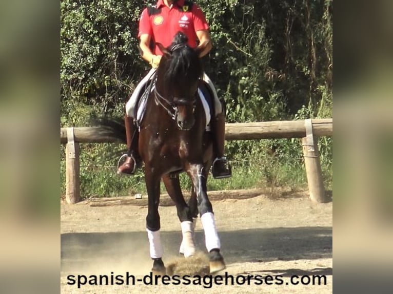 PRE Croisé Étalon 8 Ans 170 cm Bai in Barcelona