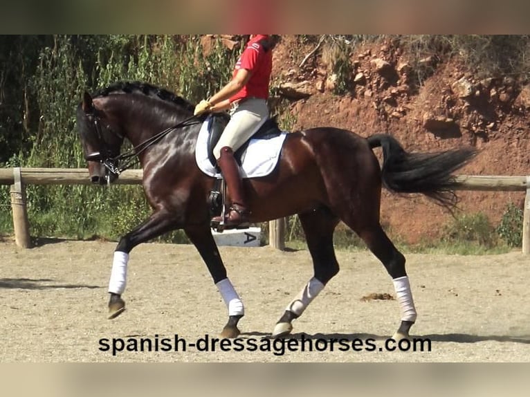 PRE Croisé Étalon 8 Ans 170 cm Bai in Barcelona