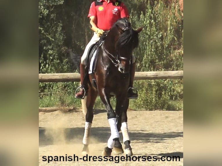 PRE Croisé Étalon 8 Ans 170 cm Bai in Barcelona