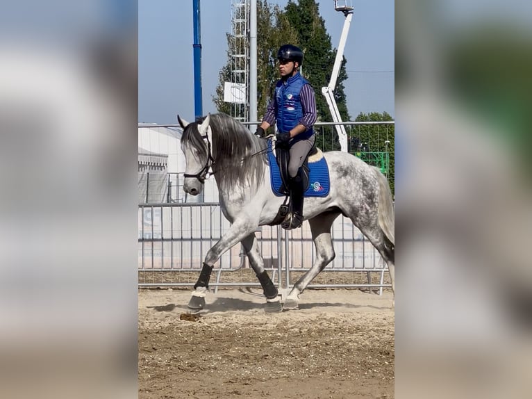 PRE Étalon 8 Ans 170 cm Gris in Rovello porro