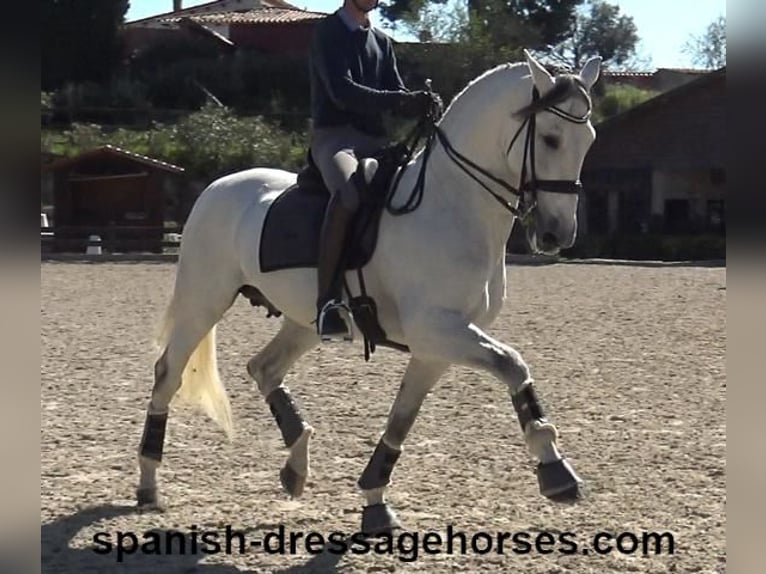 PRE Croisé Étalon 8 Ans 171 cm Gris in Barcelona