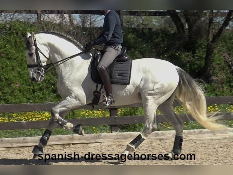 PRE Croisé Étalon 8 Ans 171 cm Gris in Barcelona