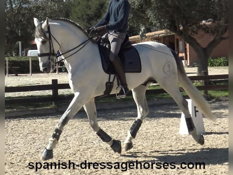 PRE Croisé Étalon 8 Ans 171 cm Gris in Barcelona