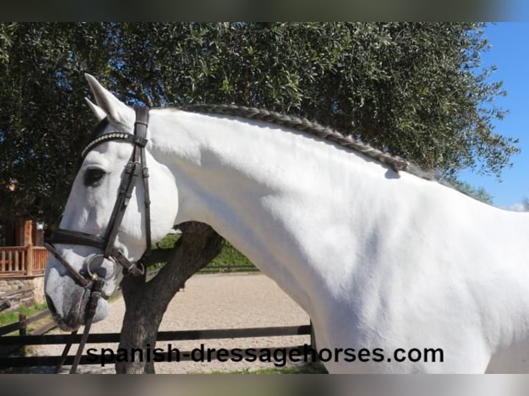 PRE Croisé Étalon 8 Ans 171 cm Gris in Barcelona