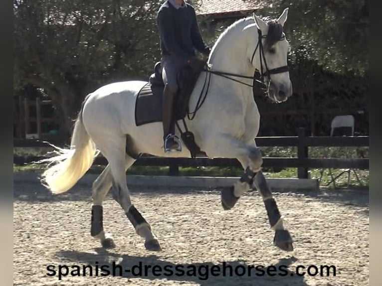 PRE Croisé Étalon 8 Ans 171 cm Gris in Barcelona