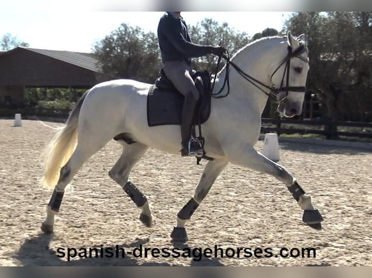 PRE Croisé Étalon 8 Ans 171 cm Gris in Barcelona