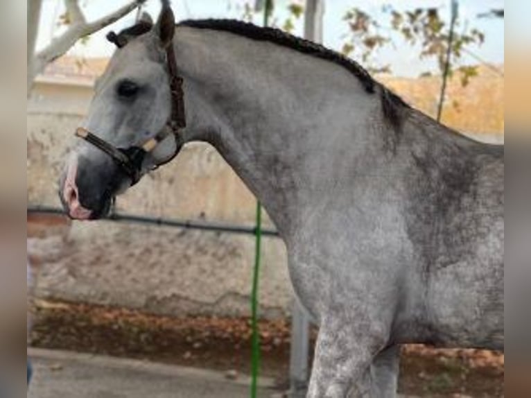 PRE Croisé Étalon 8 Ans 171 cm Gris in Murcia