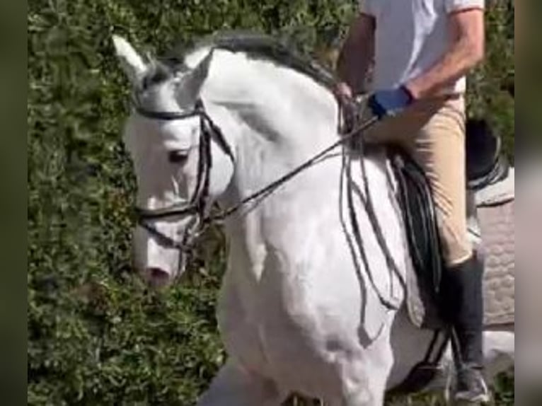 PRE Croisé Étalon 8 Ans 171 cm Gris in Murcia