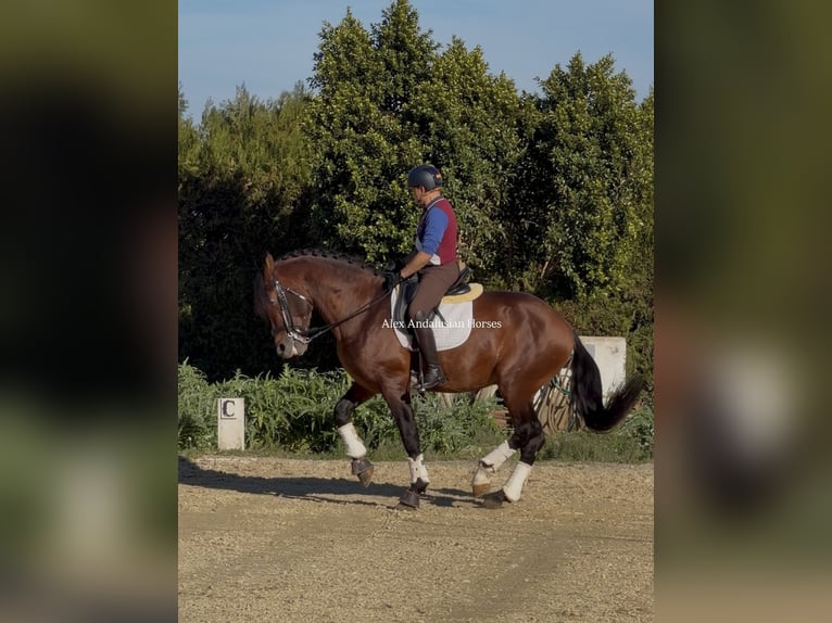 PRE Croisé Étalon 8 Ans 172 cm Bai brun in Sevilla