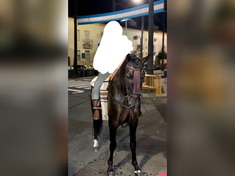 PRE Croisé Étalon 8 Ans 172 cm Bai brun foncé in Lepe
