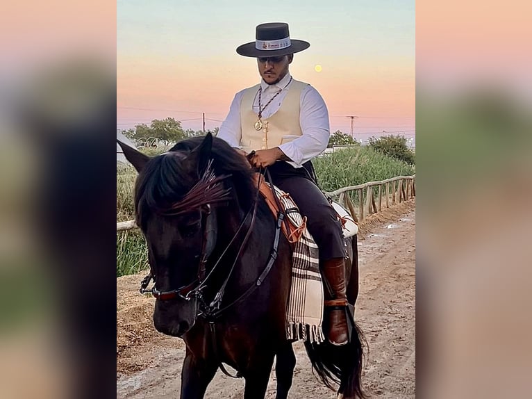 PRE Croisé Étalon 8 Ans 172 cm Bai brun foncé in Lepe