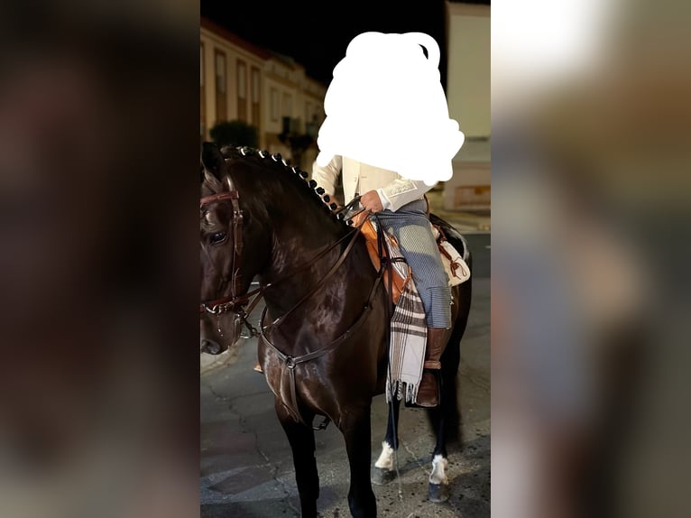 PRE Croisé Étalon 8 Ans 172 cm Bai brun foncé in Lepe