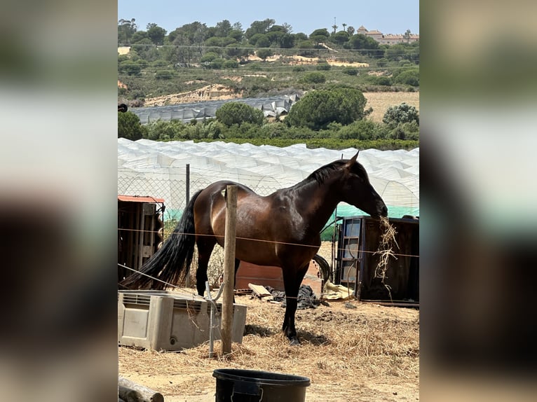 PRE Croisé Étalon 8 Ans 172 cm Bai brun foncé in Lepe