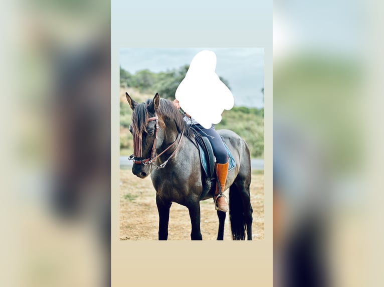 PRE Croisé Étalon 8 Ans 172 cm Bai brun foncé in Lepe