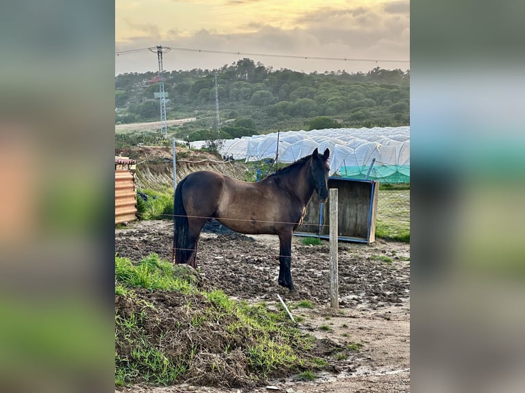 PRE Croisé Étalon 8 Ans 172 cm Bai brun foncé in Lepe