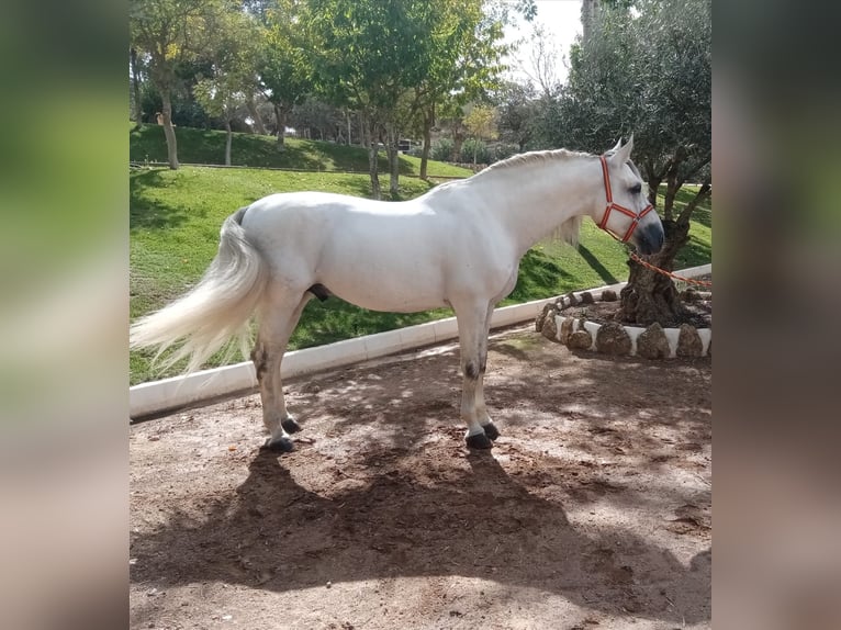 PRE Croisé Étalon 8 Ans 172 cm Gris in Malaga