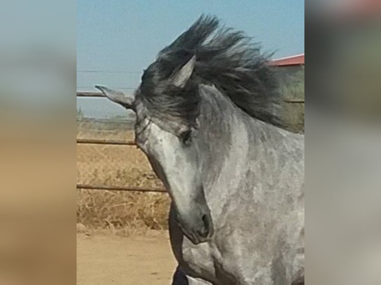 PRE Étalon 8 Ans 172 cm Gris moucheté in NAVALVILLAR DE PELA
