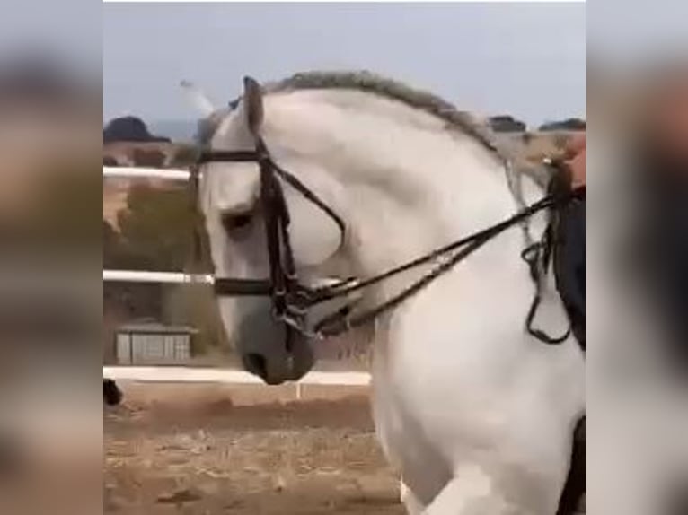 PRE Étalon 8 Ans 172 cm Gris moucheté in NAVALVILLAR DE PELA