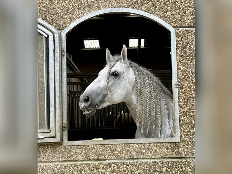 PRE Croisé Étalon 8 Ans 173 cm Gris moucheté in Valencia