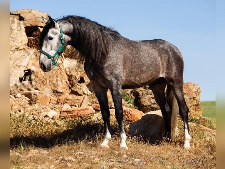PRE Croisé Étalon 8 Ans 174 cm Gris in SEVILLA