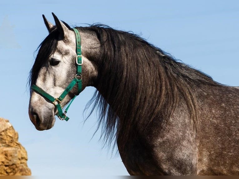 PRE Croisé Étalon 8 Ans 174 cm Gris in SEVILLA