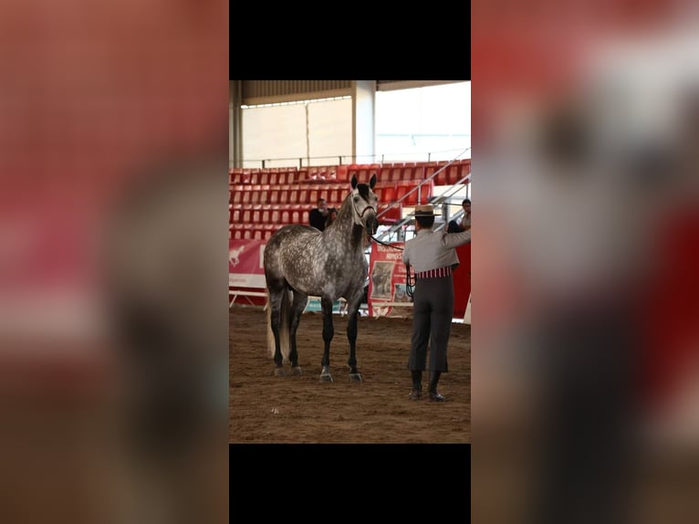 PRE Croisé Étalon 8 Ans 174 cm Gris in Caravaca De La Cruz