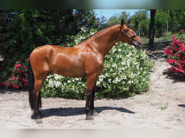 PRE Croisé Étalon 8 Ans 175 cm Bai cerise in NAVAS DEL MADRONO