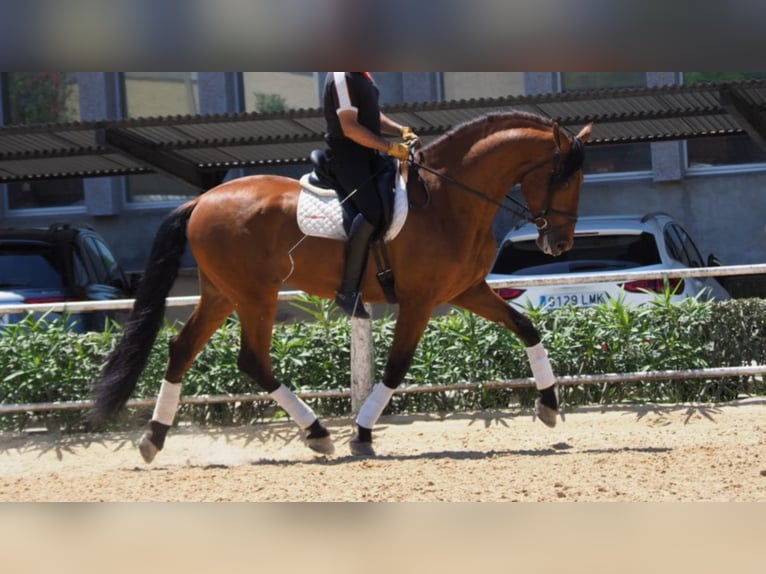 PRE Croisé Étalon 8 Ans 175 cm Bai cerise in NAVAS DEL MADRONO