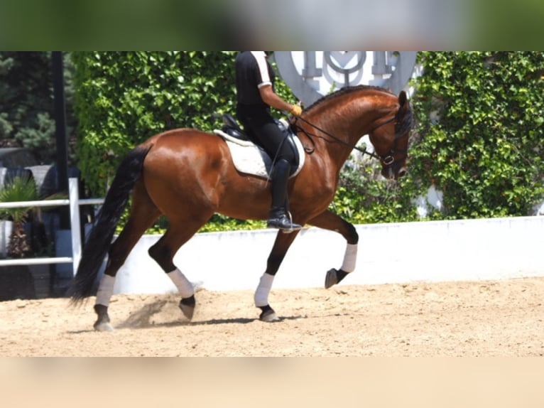 PRE Croisé Étalon 8 Ans 175 cm Bai cerise in NAVAS DEL MADRONO