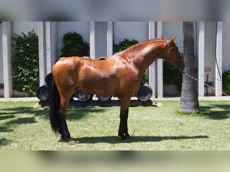 PRE Croisé Étalon 8 Ans 175 cm Bai cerise in NAVAS DEL MADRONO