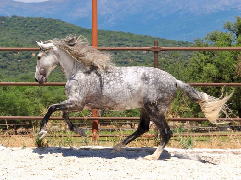 PRE Croisé Étalon 8 Ans 175 cm Gris in Navas Del Madroño