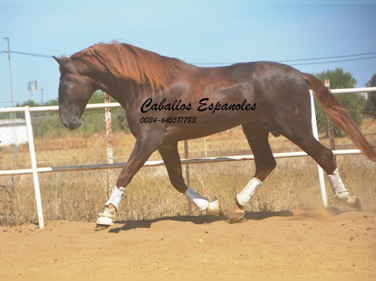 PRE Étalon 8 Ans 176 cm Alezan in Vejer de la Frontera