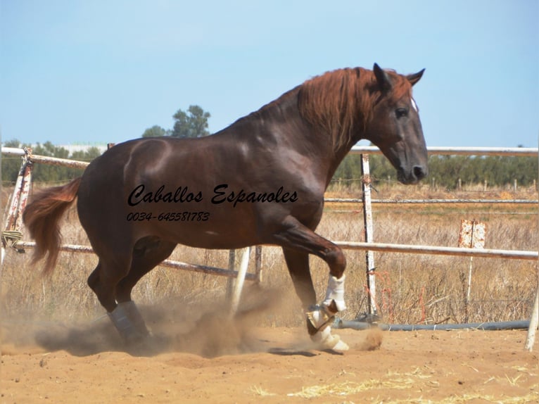 PRE Étalon 8 Ans 176 cm Alezan in Vejer de la Frontera