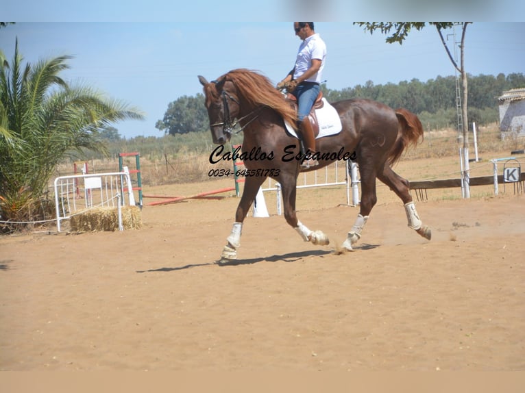 PRE Étalon 8 Ans 176 cm Alezan in Vejer de la Frontera