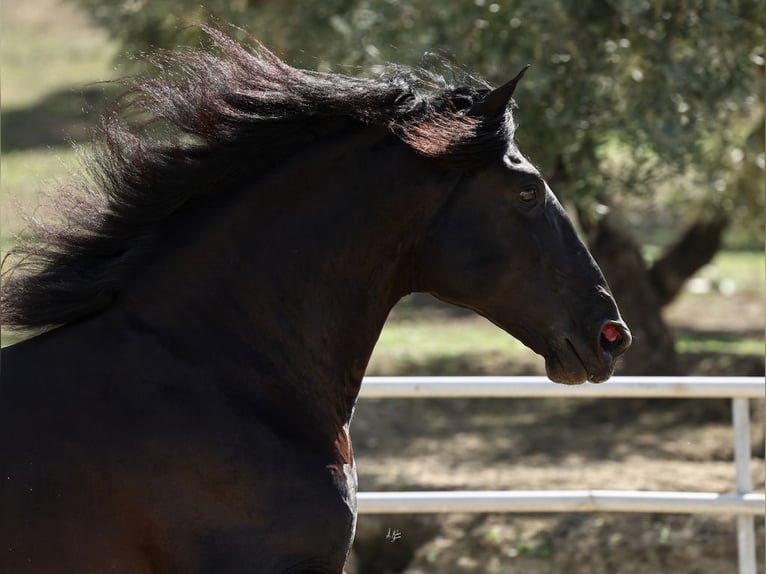 PRE Croisé Étalon 8 Ans 177 cm Noir in Navas Del Madroño