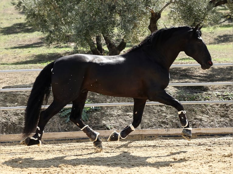 PRE Croisé Étalon 8 Ans 177 cm Noir in Navas Del Madroño