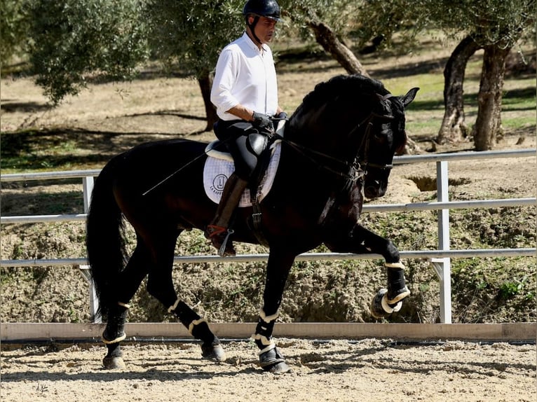 PRE Croisé Étalon 8 Ans 177 cm Noir in Navas Del Madroño