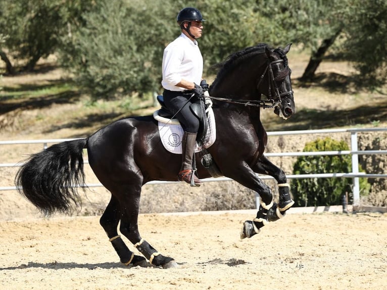 PRE Croisé Étalon 8 Ans 177 cm Noir in Navas Del Madroño