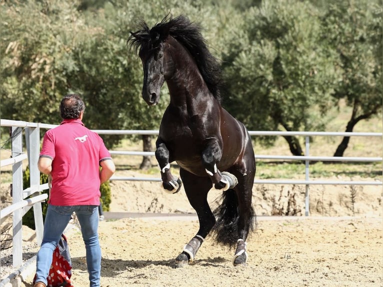 PRE Croisé Étalon 8 Ans 177 cm Noir in Navas Del Madroño