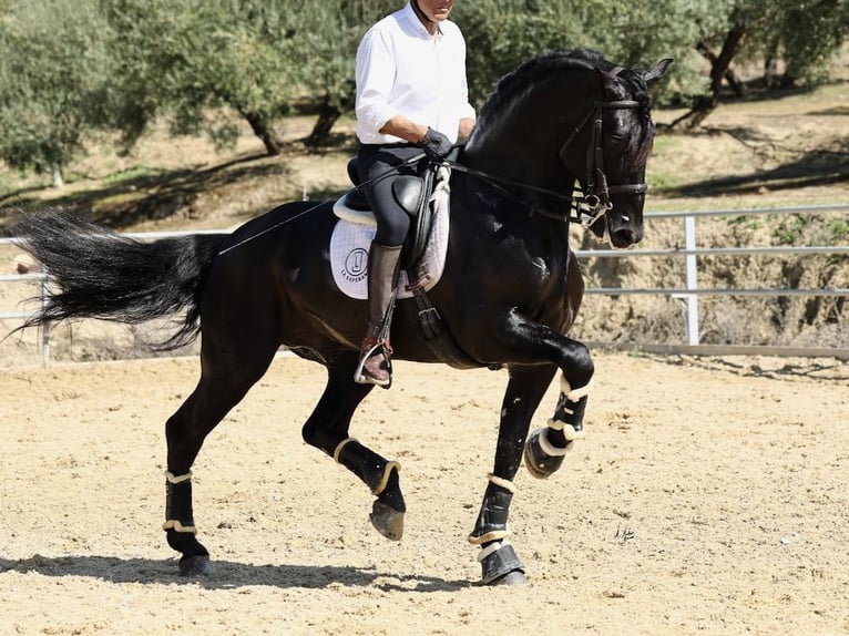 PRE Croisé Étalon 8 Ans 177 cm Noir in Navas Del Madroño