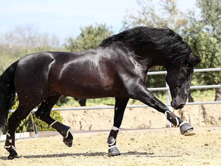 PRE Croisé Étalon 8 Ans 177 cm Noir in Navas Del Madroño