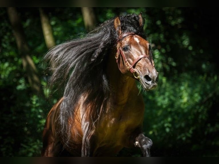 PRE Croisé Étalon 8 Ans 178 cm Bai brun in HEUVELLAND