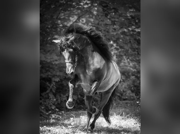 PRE Croisé Étalon 8 Ans 178 cm Bai brun in HEUVELLAND