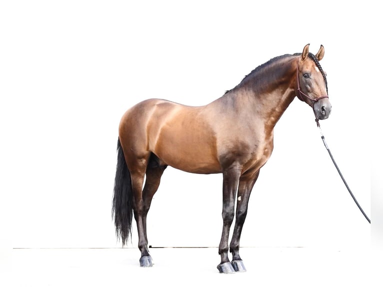 PRE Croisé Étalon 8 Ans 178 cm Bai brun in HEUVELLAND